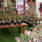 Exposio_de_flores_Paseo_baixa