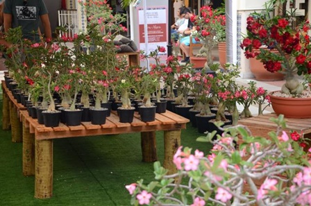 Exposio_de_flores_Paseo_baixa