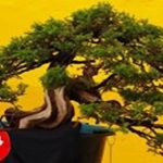 Exposiodeflores_ShoppingParalela_9