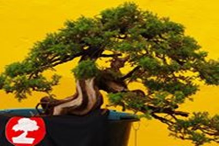 Exposiodeflores_ShoppingParalela_9