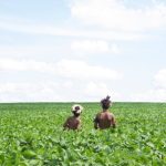 Ava_Marangatu_Genito_Gomes