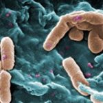 pseudomonas-1-300x211