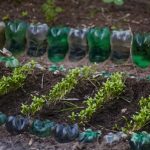 HortaComunitria_Ascoma1