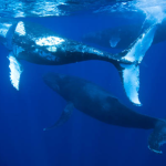 original_Baleia_Jubarte