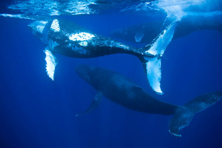 original_Baleia_Jubarte