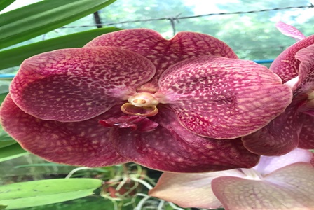 WhatsApp_Image_2018-08-13_at_17.18.18