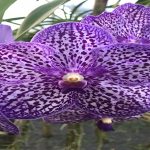 WhatsApp_Image_2018-08-13_at_17.21.01