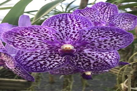 WhatsApp_Image_2018-08-13_at_17.21.01