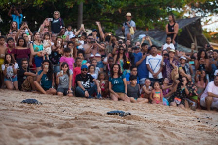 Tartarugas_ao_Mar_1