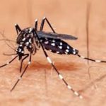 dengue