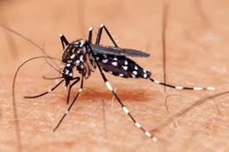 dengue