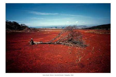 pREMIO_pIERRE_Jardim_-_Pedro_David_vencedor_2011