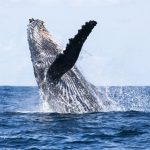 Baleia_Jubarte