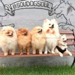 DogSoul_Foto_Divulgao