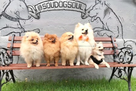 DogSoul_Foto_Divulgao