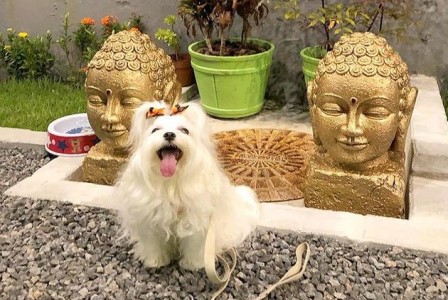 DogSoul_Foto_DIvulgao_2