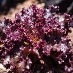 Alimentos_sustentaveis_