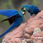 Circuito_de_Exposicoes_da_CCR