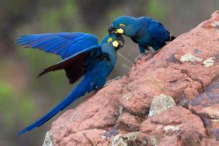 Circuito_de_Exposicoes_da_CCR