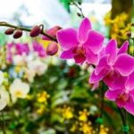 Semana_da_Primavera_no_Shopping_Paseo