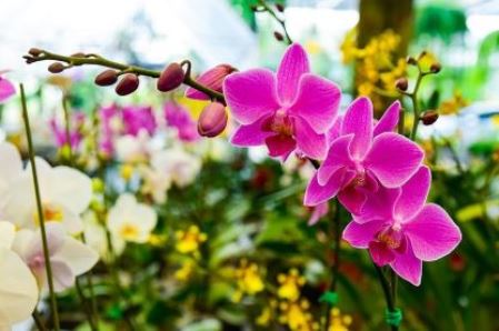 Semana_da_Primavera_no_Shopping_Paseo