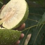 Feira_da_agricultura_familiar