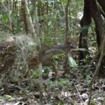 Animais_silvestres_recuperados