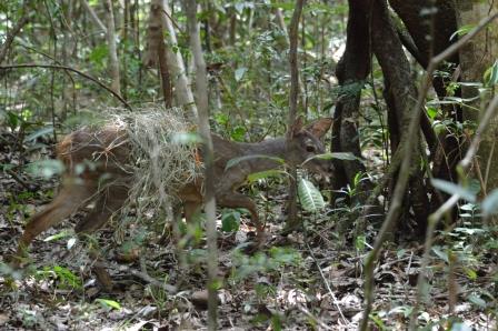 Animais_silvestres_recuperados