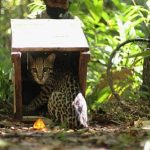 Jaguatirica_e_outros_animais