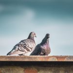 Especialista_alerta_sobre_controle__Pombos_Crdito_Pixabay