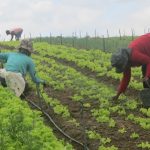 Agricultura_Familiar_Foto_Acervo_Lemavos