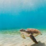 Como_estarao_os_oceanos_para_as_prximas_geraes