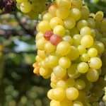 Expedicao_Vinhos_da_Bahia