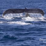 Baleia_Jubarte_2022_Gicomo_Mancini