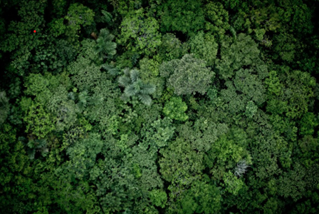 dia_da_Amazonia