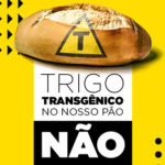 trigo-transgenico_