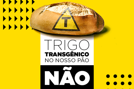 trigo-transgenico_