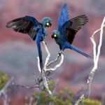 araras-azuis-de-lear_na_Bahia