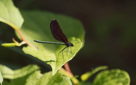 Biocentricos_revela_a_biomimtica